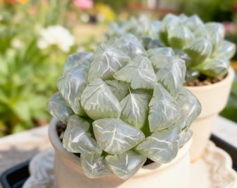 Haworthia Cooperi Ice Lantern Succulent - 2.5" Live Plant - Wedding Office Decor