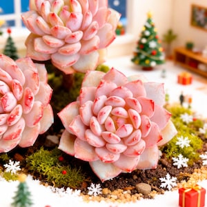 May include: Close-up of three light pink succulents with red-tipped leaves. The succulents are surrounded by green moss, miniature Christmas trees, snowflakes, and a small gift box. The background includes a miniature room setting.