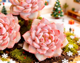 Echeveria Pink Peony 1/3pcs Succulents Plants Live, Bare root without soil pot,Garden Lovers,Wedding Favors,for Indoor Home Office Gift