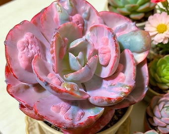 Live Echeveria ‘Lunar Heart’ Variegata Succulent | Cream & Green Rosette | Rare Variegated Indoor Plant | Bare Root Shipping