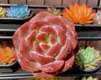 Echeveria Snow Lotus Succulent: Silvery-White Rosette, 3" Rare Plant