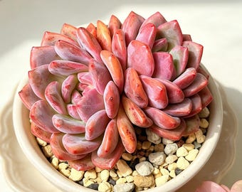 Echeveria Ariel Succulent: 3" Live Plant, Wedding Decor