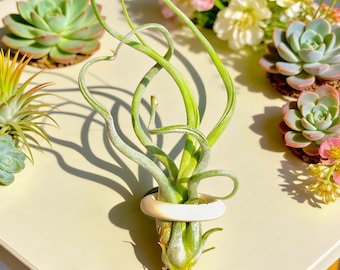 Tillandsia Caput-Medusae Air Plant: Rare "Medusa's Head" Live Plant