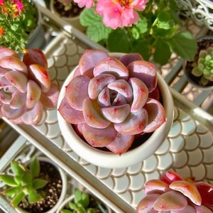 Echeveria Star Snow Rare Succulent Plants,  2.4&quot; Green Imported Live Succulent Plant, Indoor Office Wedding Party Decor Gifts