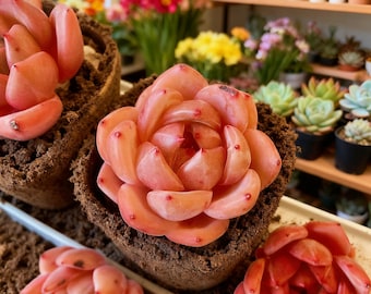 Echeveria 'Champagne' Live Succulent 2.2.5IN | Rare Rosette Succulent | Bare Root | Healthy Indoor Houseplant | Gift for Plant Lovers