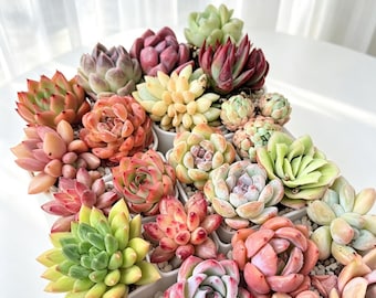 12/24/100pcs Mixed Succulent Bundle Varieties Random Bare Root Succulents Mini Echeveria Collection One of a Rosette Succulents  for DIY