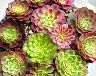 6 PCS Aeonium Succulent Cutting| Mixed Rare Aeonium Variety Pack | Live Succulent Plants | Random Assortment | Bare Root