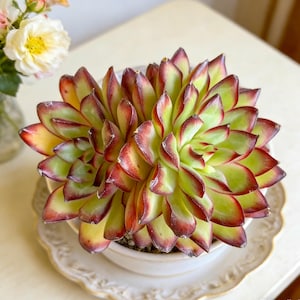 Echeveria ‘Crimson Flame’ Succulent Live Plant, Rare Echeveria, Bare Root, Indoor Home Office Decoration, Gift for Succulent Lovers