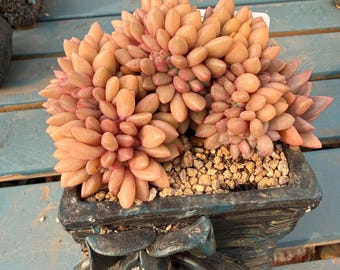 Exact Plant – Echeveria ‘Peach Blossom Spring’ Crest 4 Years Old What You See Is What You Get | Rare Crested Succulent | Bare Root Shipping