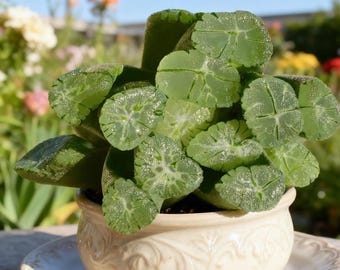 Haworthia maughanii Succulents Plants Live, Bare root without soil pot,Garden Lovers, Wedding Favors,for Indoor Home Office Decoration