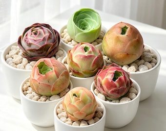 Aeonium aureum Succulent: 1" Green Mountain Rose Live Plant
