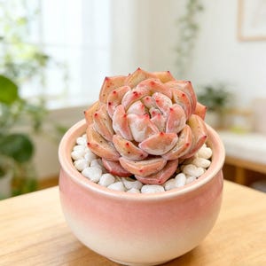 May include: A succulent plant with peach and pink leaves, speckled with red dots, sits in a small, round, pink and white ceramic pot. The pot is filled with white pebbles. The plant is on a wooden surface.