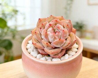 Strawberry Almond Succulent – Live bare root plant, perfect for garden lover, wedding, home or office décor, unique gift for succulent lover