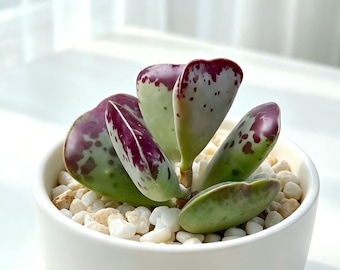 Adromischus Triflorus 'Calico Hearts' Live Succulent | Rare Succulent | Bare Root Plant | Indoor Houseplant | Unique Gift for Plant Lovers