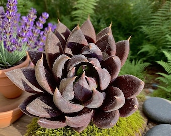 Black Knight Echeveria Succulent 3–3.5″ | Live Dark Rosette | Wedding Decor & Favors
