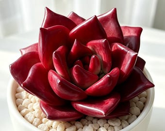 Echeveria Agavoides 'Romeo Rubin' Red Succulent | Live Bare Root Plant (3-3.5IN)