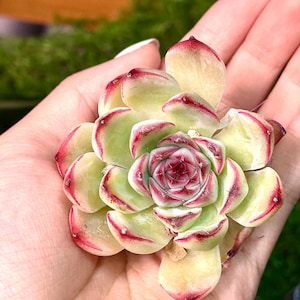 Echeveria Suyon Succulent: Pink Hook Seductress Rare Plant