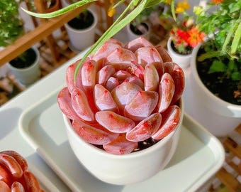 Echeveria Orange Monroe Succulent: 2.4" Rare Indoor Plant