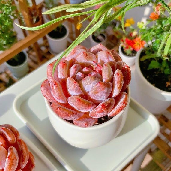 pork and beans succulent plant Sedum Rubrotinctum 'Pork n Beans'