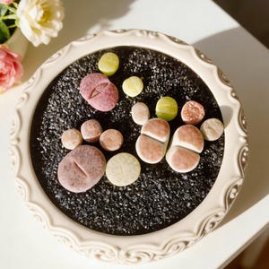 Lithops Succulent Plants Live 10pcs, Bare Root, Indoor Home Office Decor, Garden Lovers, Wedding Favors, Gifts for Succulent Lovers