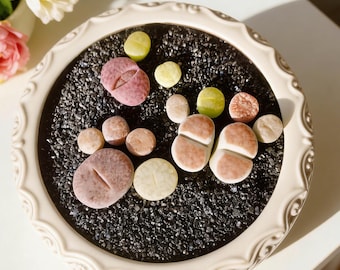 Lithops Succulent Plants Live 10pcs, Bare Root, Indoor Home Office Decor, Garden Lovers, Wedding Favors, Gifts for Succulent Lovers