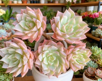 Echeveria 'Margaret' Succulent - Rare Rosette Plant, Easy Care