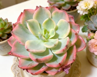 Echeveria “Tearless Beauty” Variegated Live Succulent | Rare Bare Root Plant for Home Décor Perfect Gift for Succulent & Garden Enthusiasts