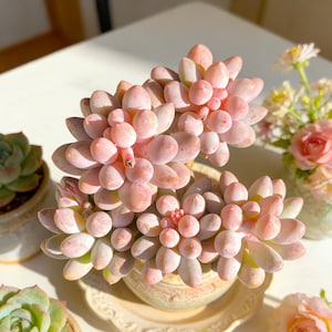 Pachyphytum 'Baby Fingers' Succulent: 3.6" Rare Green Indoor Plant