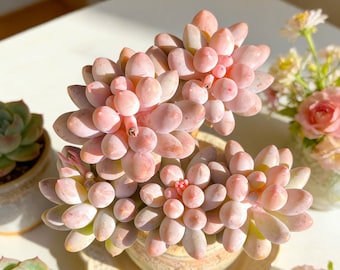 Pachyphytum 'Baby Fingers' Succulent: 3.6" Rare Green Indoor Plant