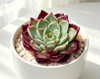Midnight Beauty Echeveria 2-2.5in– Rare Succulent Live Plant, Bare Root, Indoor Home & Office Décor, Gift for Succulent Lovers