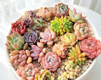 12/24/100pcs Mixed Succulent Bundle Varieties Random Bare Root Succulents Mini Echeveria Collection One of a Rosette Succulents  for DIY