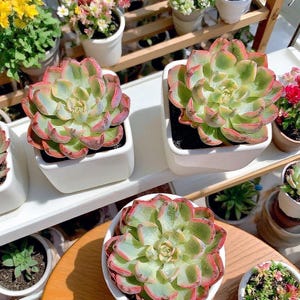 Tearless Beauty Variegated Rare Succulent Plants,  2.8&quot;  Imported Live Succulent Plant,Indoor Office Wedding Party Decor Gift