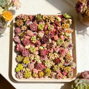 May include: A rectangular tray filled with a variety of colorful succulents. The succulents display shades of green, pink, red, and yellow. The arrangement is on a white surface, with additional succulents and flowers visible in the background.