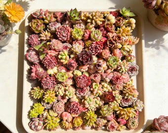 12/24/100pcs Mixed Succulent Bundle Varieties Random Bare Root Succulents Mini Echeveria Collection One of a Rosette Succulents  for DIY