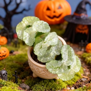 May include: A small, light green succulent plant in a cream-colored pot with a decorative rim. The plant is surrounded by Halloween decorations, including pumpkins, a witch's hat, and a miniature graveyard scene. The overall theme is Halloween.
