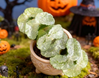 Haworthia truncata Succulents Plants Live, Bare root without soil pot,Garden , Wedding ,for Indoor Home Office Decoration,Gift for Lovers
