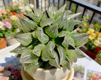 Rare Haworthia Magnifica var. atrofusca Live Succulent 3 Inch | Imported Dark Leaf Haworthia, Easy Care Indoor Plant, Bare Root