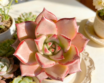 Rare Echeveria Agavoides Romeo Succulent: Deep Red Rosette Live Plant