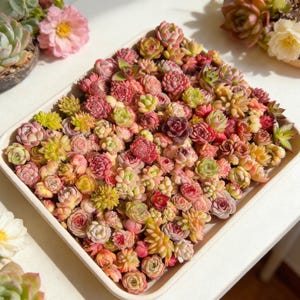 May include: A rectangular tray filled with a variety of colorful succulents. The succulents display shades of green, pink, red, and yellow. Some succulents are in full bloom, while others are still budding. The tray is on a white surface.