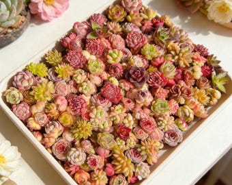 100pcs Mixed Succulent Bundle 28 Varieties Random Bare Root Succulents Mini Echeveria Collection One of a Rosette Succulents Perfect for DIY