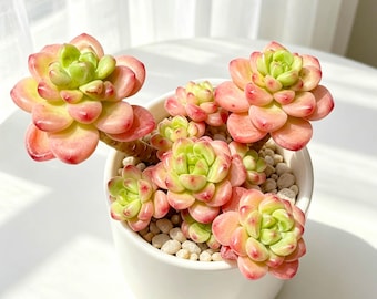 Sedeveria 'Shangri La' Rare Succulent Plant 3-3.5" | Live Imported Succulent | Colorful Rosette Succulent | Bare Root Plant