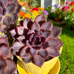 Echeveria Black Mamba Succulent – Rare Dark Purple Rosette Live Plant 3–3.5″ | Easy-Care Indoor Greenery