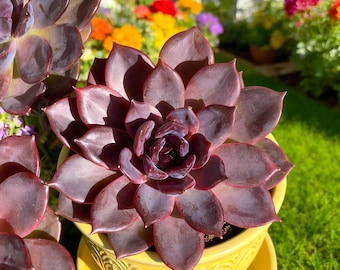Echeveria Black Mamba Succulent – Rare Dark Purple Rosette Live Plant 3–3.5IN| Easy-Care Indoor Greenery