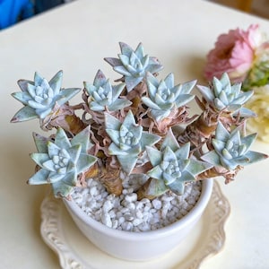 May include: A potted succulent plant with multiple light blue-green rosettes. The plant is in a white ceramic pot filled with small white pebbles. The pot sits on a decorative white saucer. The background includes a blurred arrangement of pink and yellow flowers.