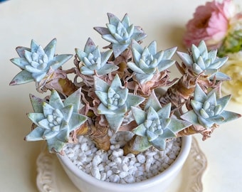 Dudleya gnoma S.W.McCabe – Rare Live Succulent Plant, California Native, Bare Root Collector Succulent