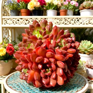 May include: A vibrant, red succulent plant with fleshy, rounded leaves. The plant is in full bloom, showcasing a rich, deep red color with hints of green at the center. It sits on a small, decorative table with a blue and white patterned top, surrounded by other potted plants.