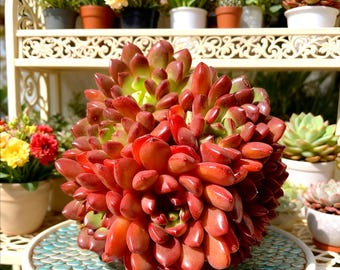 Echeveria Red Ruby Succulent: Rare  Rosette, Easy Care