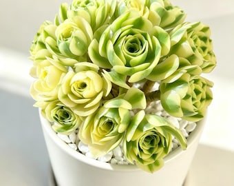 Aeonium 'MAIBAHE' Variegata Cluster Live Succulent 5-5.5IN|Bare Root Rare Variegated Aeonium Multi Head Rosette Plant Gift