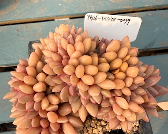 Exact Plant – Echeveria ‘Peach Blossom Spring’ Crest 4 Years Old What You See Is What You Get | Rare Crested Succulent | Bare Root Shipping