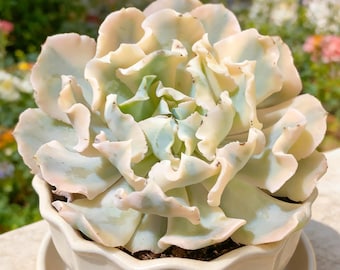 Echeveria ‘Liberia’ Variegated’’ Succulents Plants Live, Bare root without soil pot,Garden Lovers,Wedding Favors,for Indoor Home Office Gift